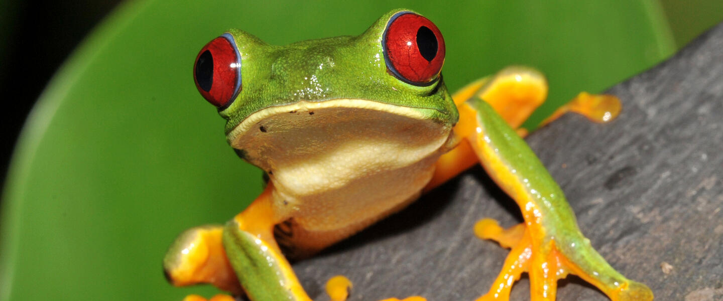 Costa Rica - Vom Ruf des Regenwalds zur Ruhe am Strand
