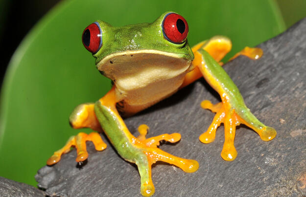 Costa Rica und Nicaragua - Naturschätze und Kulturerbe 2027