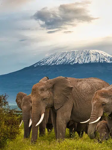 Kenia - magische Tierwelt und tropische Küste