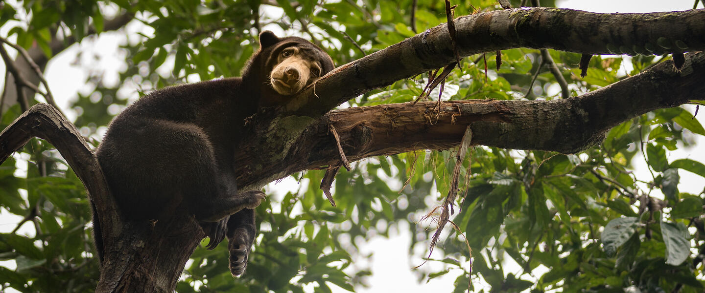 Naturparadies Borneo