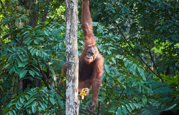 Naturparadies Borneo