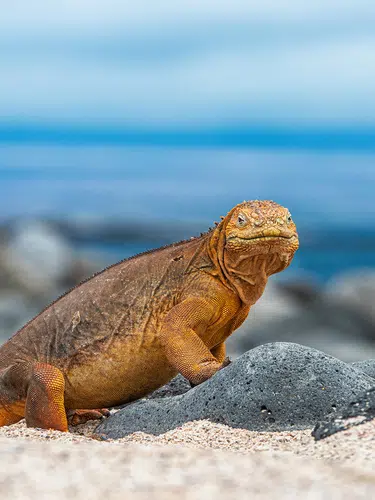 Peru und Ecuador - von Machu Picchu zu den Galápagos-Inseln