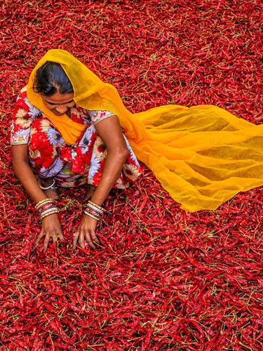 Indien - Tea Time in Assam, Darjeeling und Sikkim