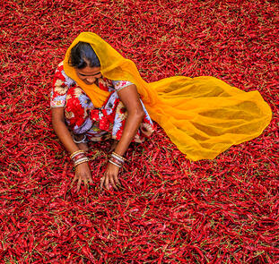 Indien - Tea Time in Assam, Darjeeling und Sikkim