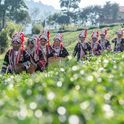 Thailands Teeschätze - eine aromatische Reise