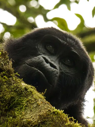 Uganda und Sansibar - vom Land der Berggorillas nach Sansibar