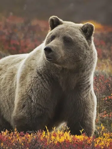 Glanzlichter Alaska und Yukon