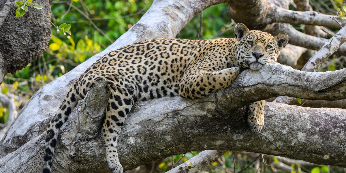 Natrparadies Pantanal