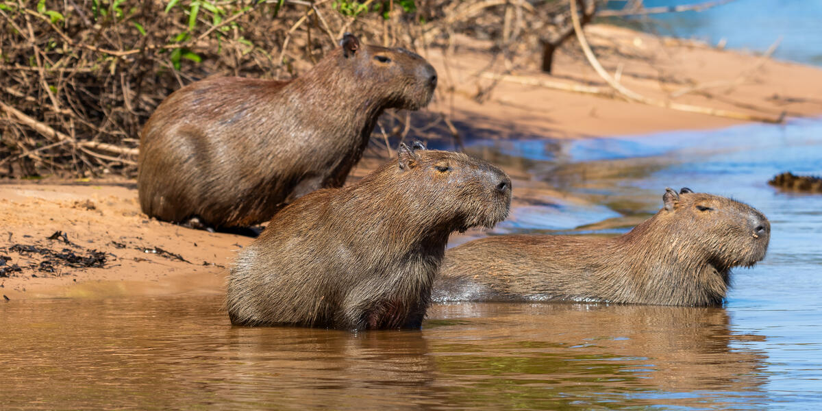 Naturparadies Pantanal