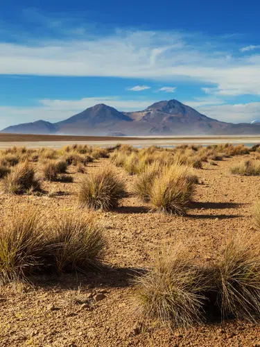 Wüstenzauber Atacama