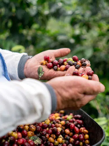 Guatemala - Land des Göttervogels privat