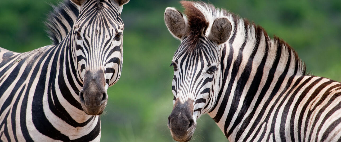 Südafrika für Selbstfahrer - Kapstadt, Gartenroute und Karoo Südafrika für Selbstfahrer - Kapstadt, Gartenroute und Karoo