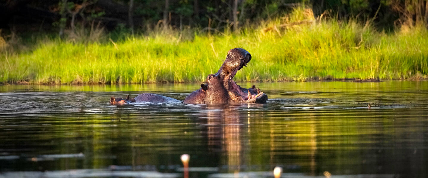 Wildes Herz Afrikas - Botswana und Simbabwe Wildes Herz Afrikas - Botswana und Simbabwe
