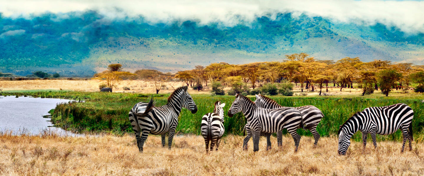 Uganda - im Land der Berggorillas privat Uganda - im Land der Berggorillas privat