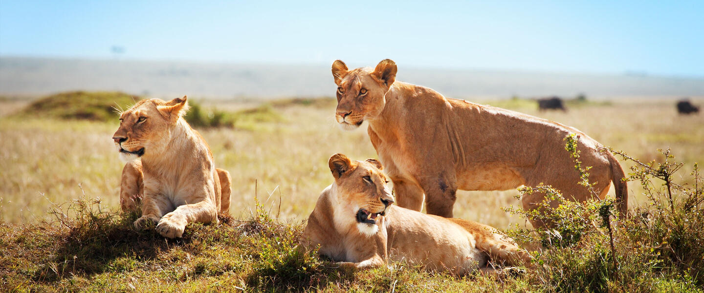 Uganda - im Land der Berggorillas privat Uganda - im Land der Berggorillas privat