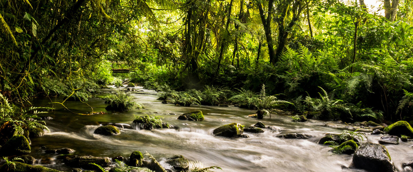 Uganda - im Land der Berggorillas privat Uganda - im Land der Berggorillas privat