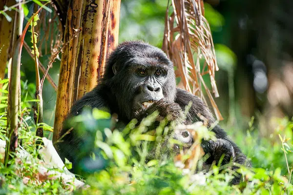Uganda - im Land der Berggorillas privat